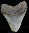 Bargain Megalodon Tooth - North Carolina #32820-2